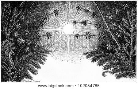 The Carboniferous period, vintage engraved illustration. Earth before man 1886. 