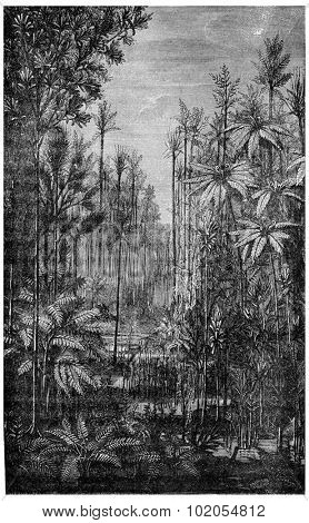 Forest Of The Carboniferous Era, vintage engraved illustration. Earth before man 1886.