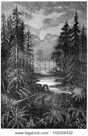 A forest in the early centuries of the Cretaceous Period, vintage engraved illustration. Earth before man  1886.