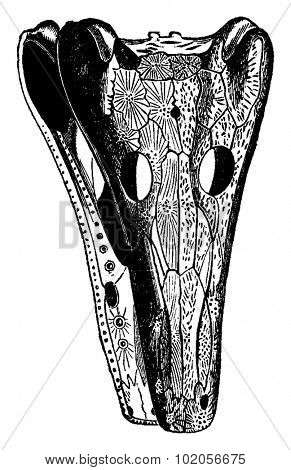 Labyrinthodonts heads, Archegosaurus and Mastodonsaurus, vintage engraved illustration. Earth before man - 1886.