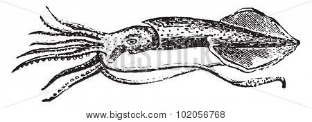 Common squid, vintage engraved illustration. Natural History of Animals, 1880.