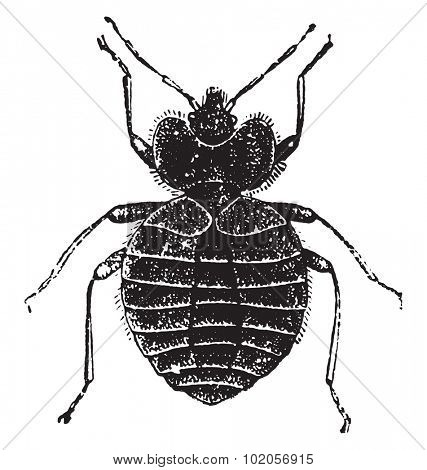 Bug, vintage engraved illustration. Natural History of Animals, 1880.