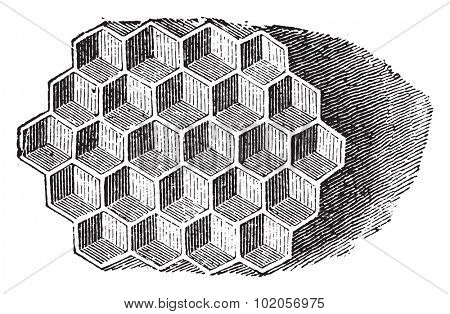 Cells seen from the front, vintage engraved illustration. Natural History of Animals, 1880.