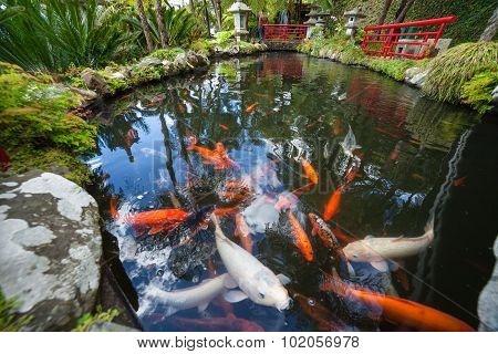 Tropical Garden Monte Palace, Lake with Koi fish. Funchal, Madeira, Portugal