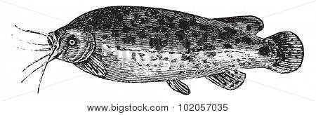 Electric catfish, vintage engraved illustration. Natural History of Animals, 1880.