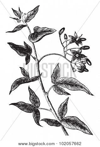 Bittersweet or solanum dulcamara, vintage engraved illustration. La Vie dans la nature, 1890. 