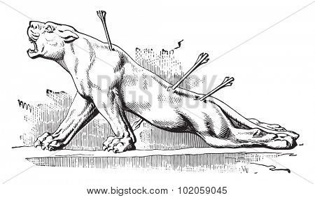 Assyrian sculpture, Lioness injured, vintage engraved illustration. Industrial encyclopedia E.-O. Lami - 1875. 