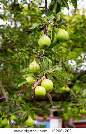 Pear Fruits On The Tree In The Fruit Garden.