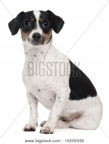 Jack-Russell-Terrier, 1 und ein halbes Jahr alt, sitzt vor weißem Hintergrund