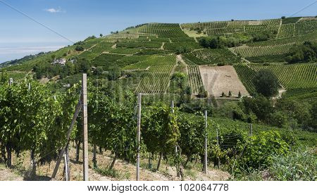 Vineyards In Oltrepo Pavese (italy)