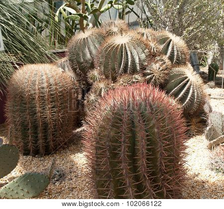 The Cactus