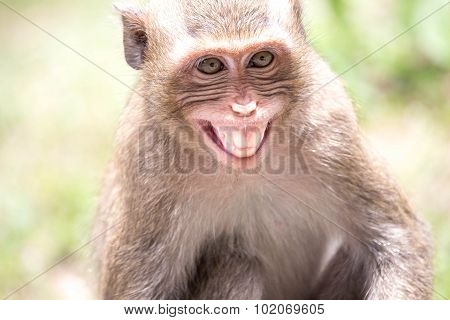 Angry monkeys