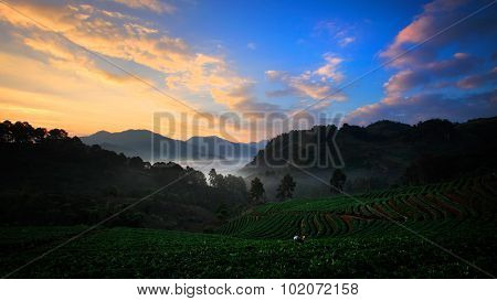 Organic Strawberry Field On Terrace, Doi Ang Khang, Chiang Mai, Thailand