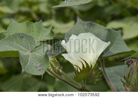 Alabama Cotton Crop White Blossom