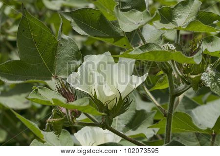 Cotton Plant White Blossoms