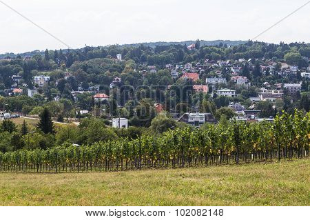 Vineyards And Houses In Vienna In The Hills