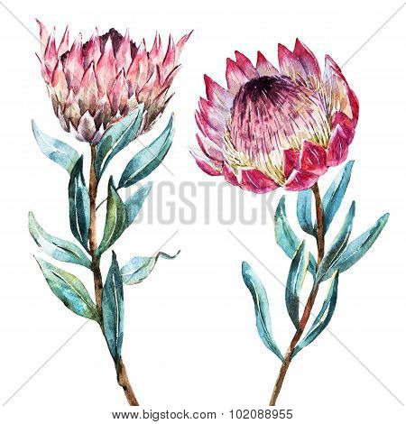 Watercolor tropical flower protea