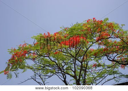 Flamboyant Flower Against Blue Sky