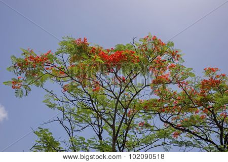 Flamboyant Flower Against Blue Sky