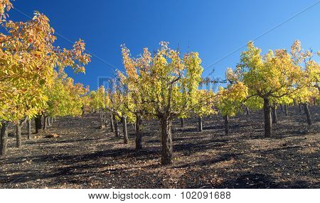 Gran Canaria, Autumnal Fruit Garden In Las Cumbres, Highest Ares Of The Island
