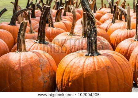 Pumpkins in the Fall