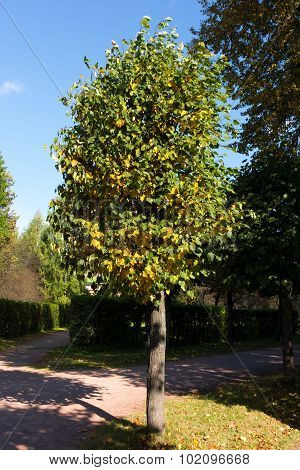 The photo shows autumn peyzazh.Ochen beautiful places.