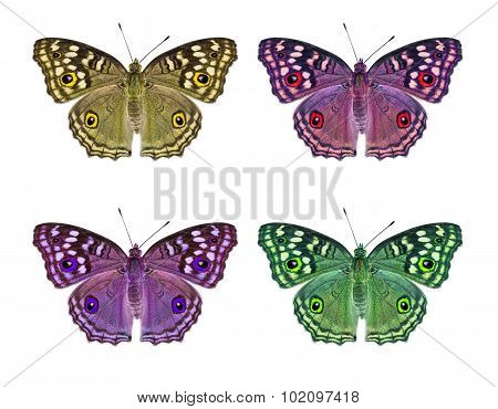 Isolated Lemon Pansy Butterfly