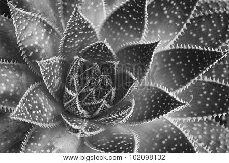 Aloe Aristata Succulent  Plant Abstract Details