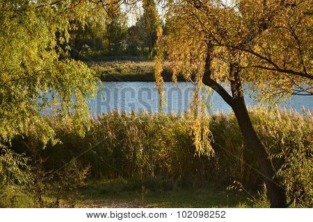 Photo of the reedy margin lake and willow