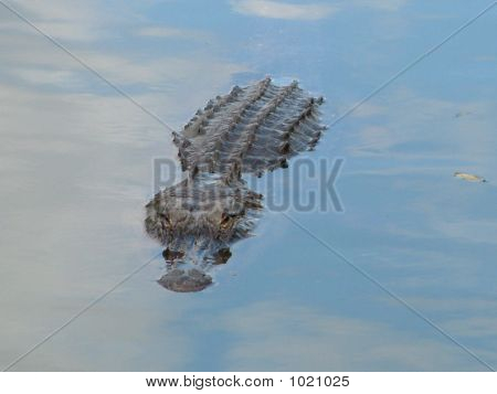 Alligator