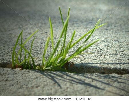 Grass2