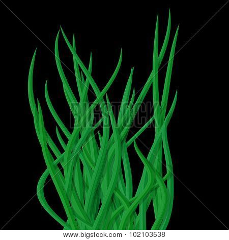 Fresh Curly Green Grass Tussock Isolated On Black