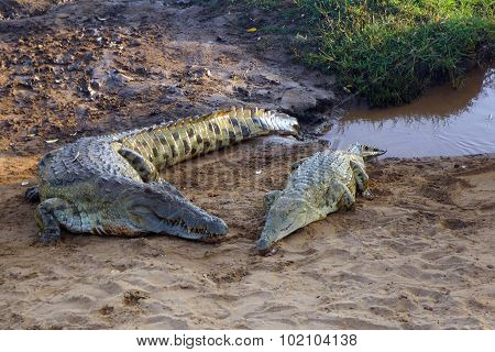 Couple Of Crocodiles