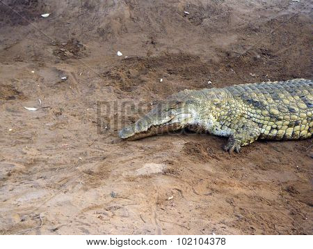Crocodile Close Up
