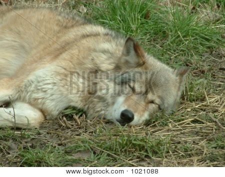 Wolf