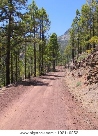 Earth road in a pine forest