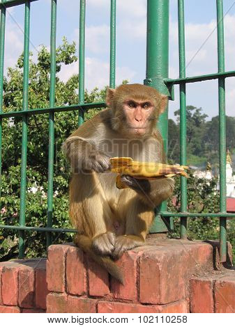 Monkey eating a banana
