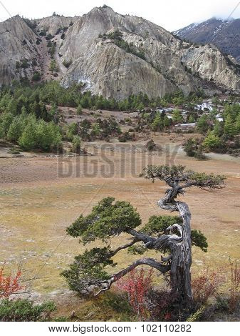The tree looks like a bonsai in the mountains
