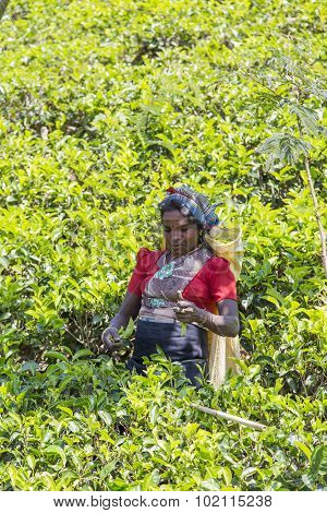 Tea Plantation