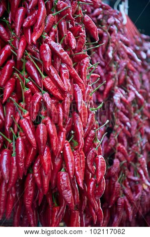 Rows Of Red Hot Pepper Ready For Sale