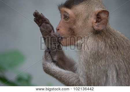 Funny monkeys