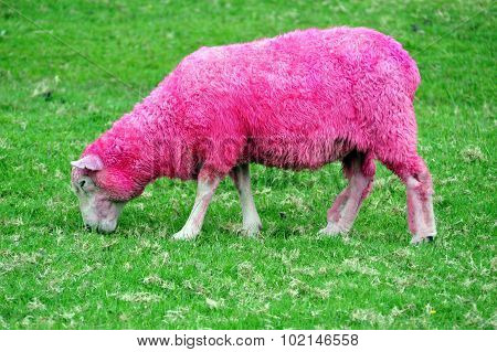 Pink Sheep