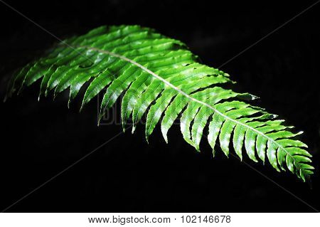New Zealand Fern