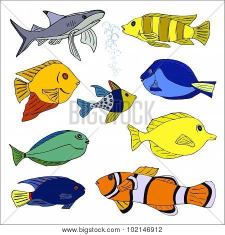 tropical fish