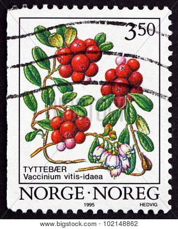 Postage Stamp Norway 1995 Cowberry