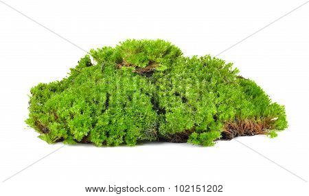 Green Moss Isolated On White Bakground