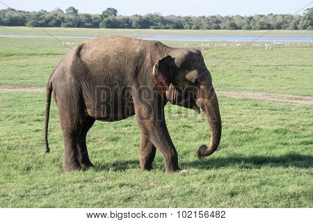 A Wild Elephant In Sri Lanka In Kaudulla National Park