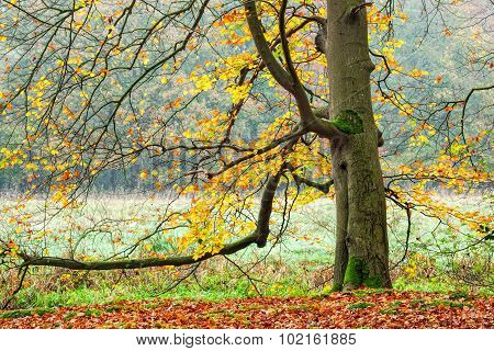 Beach Tree Branches