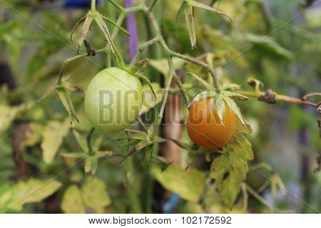 Underripe Red Tomato In The Greenhouse In The Summer