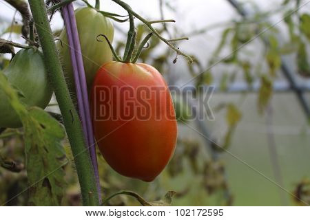 Underripe Red Tomato In The Greenhouse In The Summer